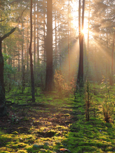 Ain foret paysage